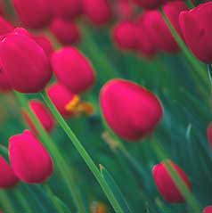 Red Flowers