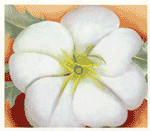 Georgia O'Keeffe-White Flower On Red Earth, No. 1