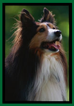 Collie